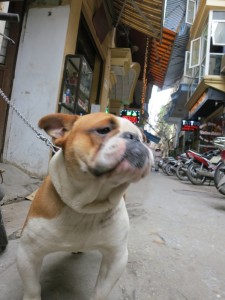 Center of Ha Noi. Unfortunately, some in Vietnam still eat dog. This was a pet.